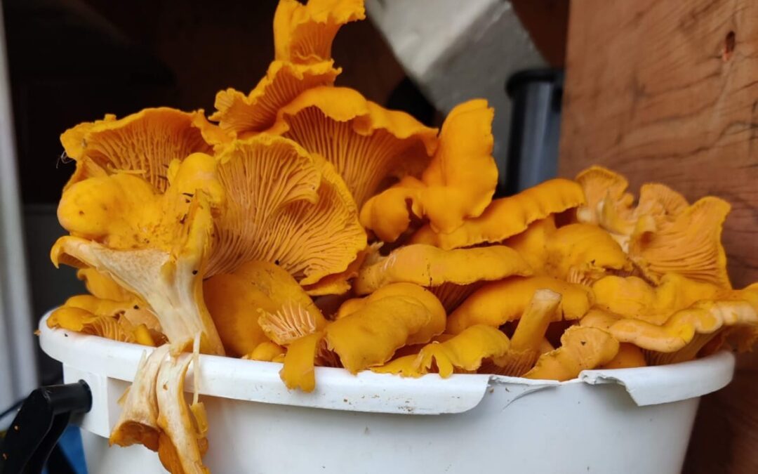Voiko keskinkertainen olla hyvää?